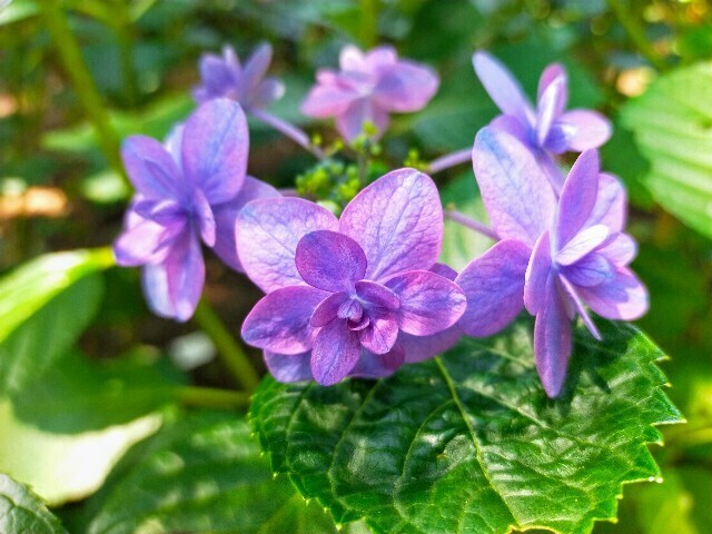 f:id:bluemoonbell:20240612113830j:image
