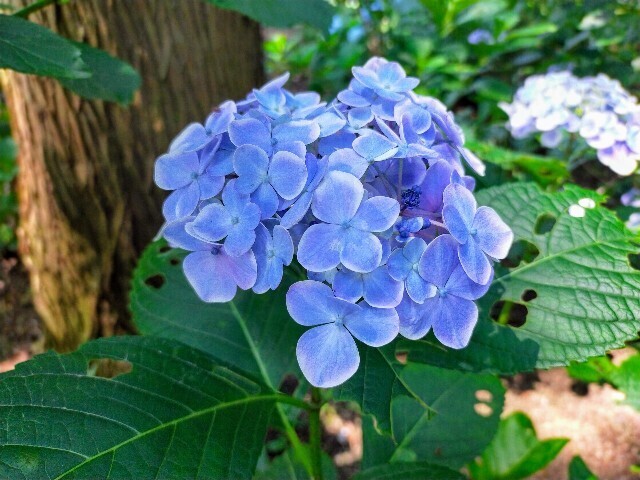 f:id:bluemoonbell:20240614150905j:image f:id:bluemoonbell:20240614150905j:image