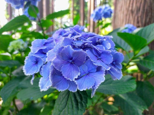 f:id:bluemoonbell:20240614150916j:image f:id:bluemoonbell:20240614150916j:image