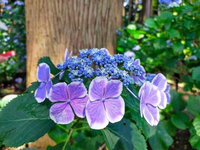 f:id:bluemoonbell:20240614150925j:image f:id:bluemoonbell:20240614150925j:image