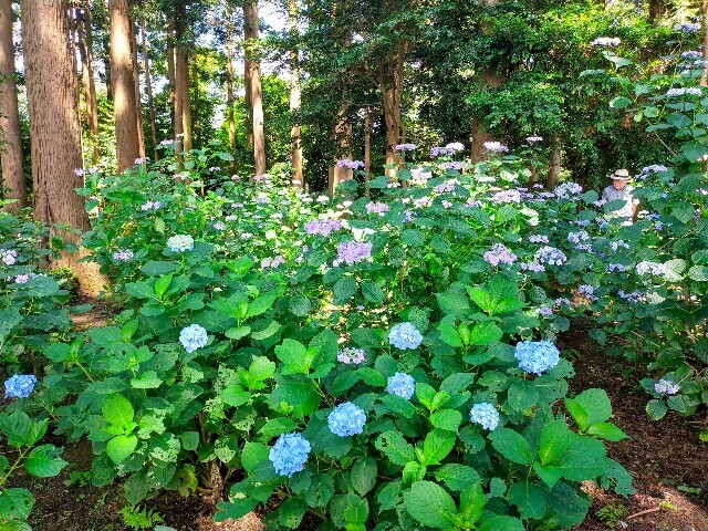 f:id:bluemoonbell:20240614150934j:image f:id:bluemoonbell:20240614150934j:image