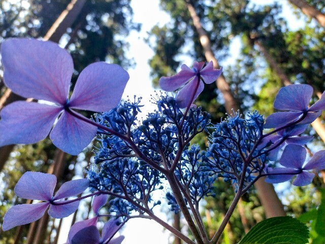 f:id:bluemoonbell:20240614151157j:image f:id:bluemoonbell:20240614151157j:image