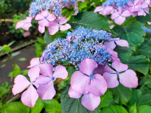 f:id:bluemoonbell:20240614151207j:image f:id:bluemoonbell:20240614151207j:image