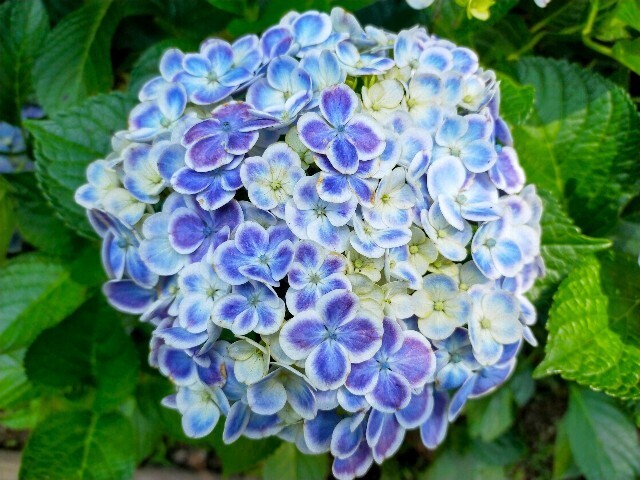 f:id:bluemoonbell:20240614151434j:image f:id:bluemoonbell:20240614151434j:image