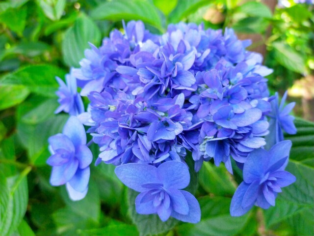 f:id:bluemoonbell:20240614151444j:image f:id:bluemoonbell:20240614151444j:image