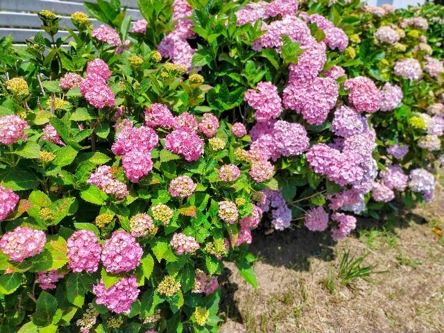 f:id:bluemoonbell:20240615152125j:image