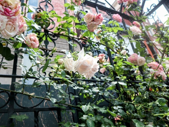 f:id:bluemoonbell:20240711143620j:image