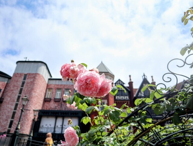 f:id:bluemoonbell:20240711143850j:image