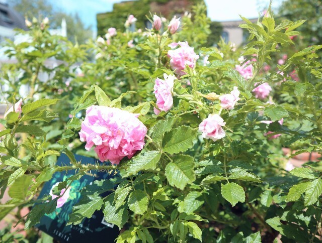 f:id:bluemoonbell:20240711144047j:image