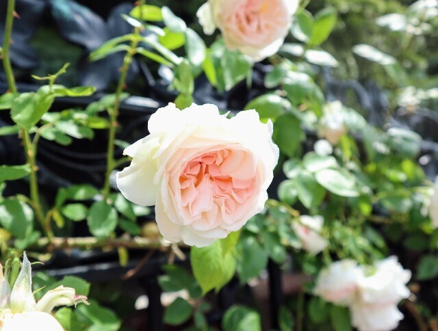 f:id:bluemoonbell:20240711144518j:image