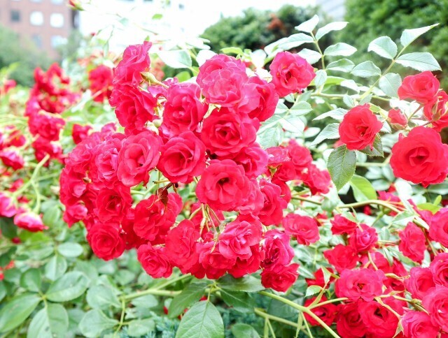f:id:bluemoonbell:20240822085839j:image