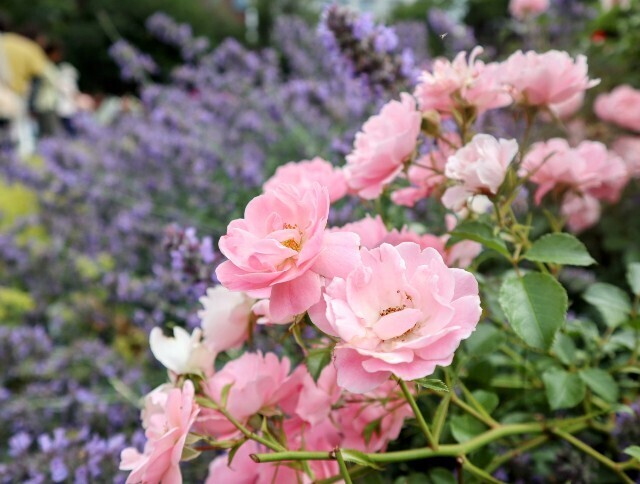 f:id:bluemoonbell:20240822085847j:image