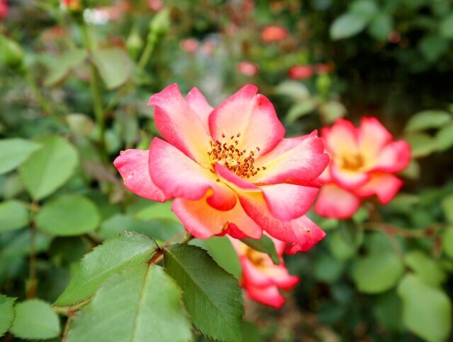 f:id:bluemoonbell:20240822090121j:image