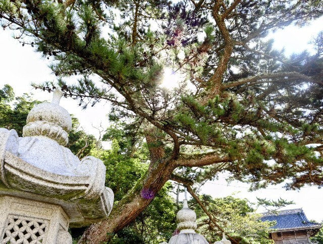 f:id:bluemoonbell:20240920193650j:image f:id:bluemoonbell:20240920193650j:image