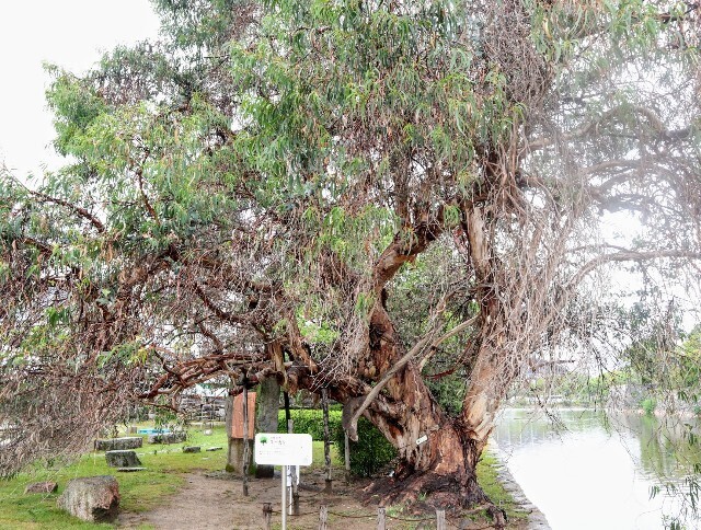 f:id:bluemoonbell:20241014141018j:image f:id:bluemoonbell:20241014141018j:image