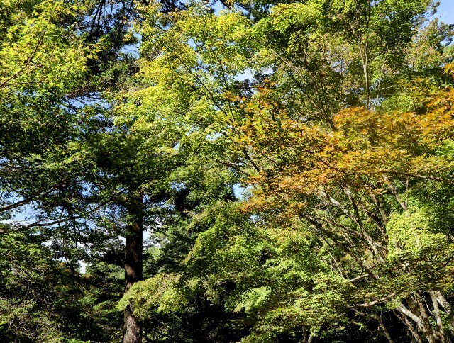 f:id:bluemoonbell:20241114131343j:image f:id:bluemoonbell:20241114131343j:image