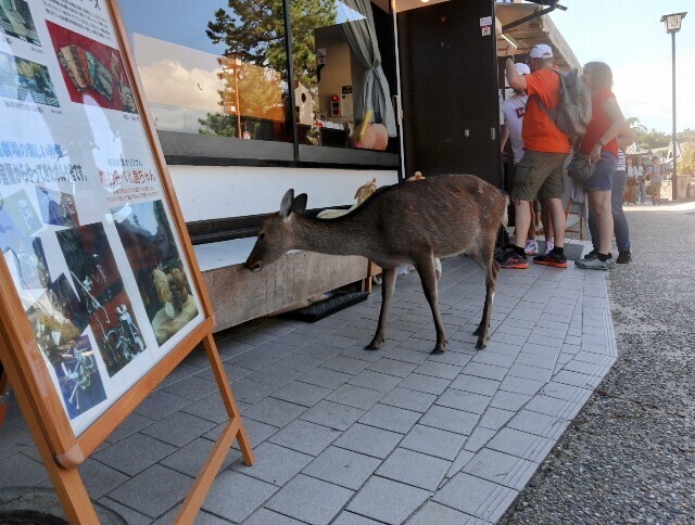 f:id:bluemoonbell:20241114131402j:image f:id:bluemoonbell:20241114131402j:image