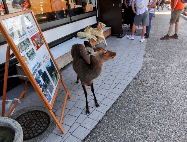 f:id:bluemoonbell:20241114131411j:image f:id:bluemoonbell:20241114131411j:image