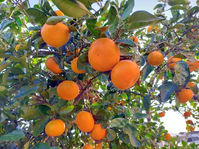 f:id:bluemoonbell:20241204140417j:image