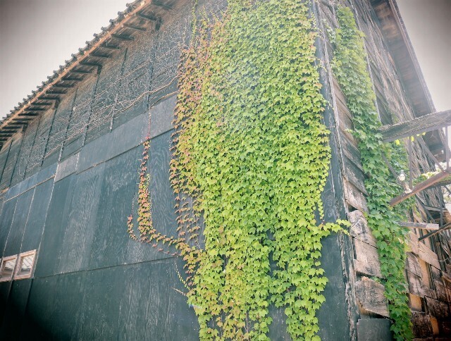 f:id:bluemoonbell:20241229142438j:image