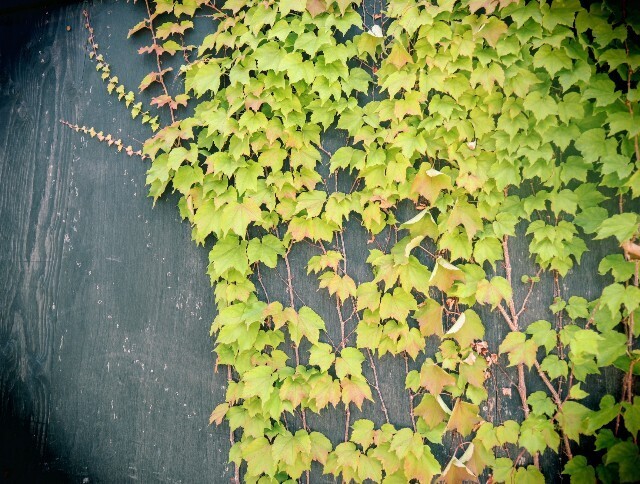 f:id:bluemoonbell:20241229142447j:image