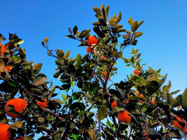f:id:bluemoonbell:20241231073017j:image