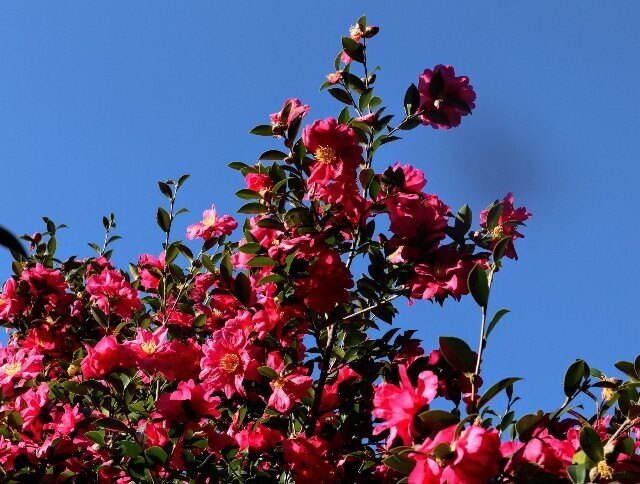 f:id:bluemoonbell:20250108150626j:image