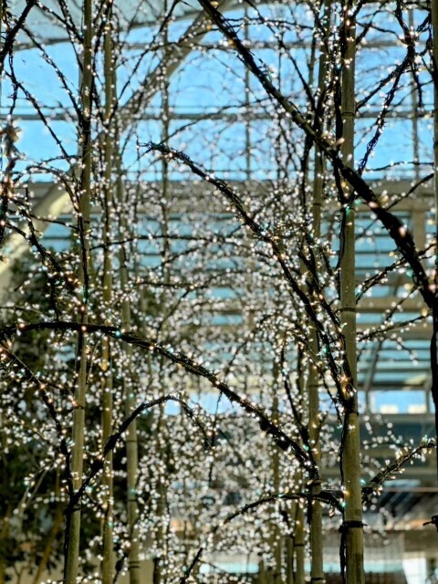 f:id:bluemoonbell:20250204192156j:image f:id:bluemoonbell:20250204192156j:image