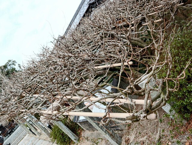 f:id:bluemoonbell:20250419160409j:image f:id:bluemoonbell:20250419160409j:image