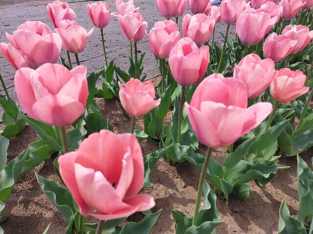f:id:bluemoonbell:20250421183057j:image