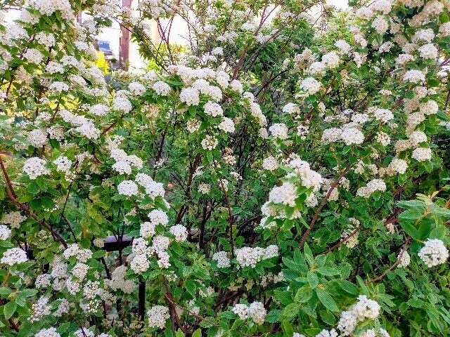 f:id:bluemoonbell:20250430115505j:image