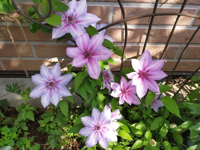 f:id:bluemoonbell:20250430115604j:image