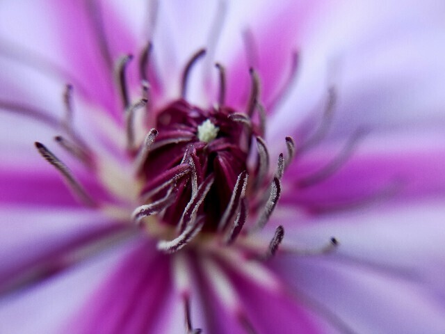 f:id:bluemoonbell:20250430115619j:image