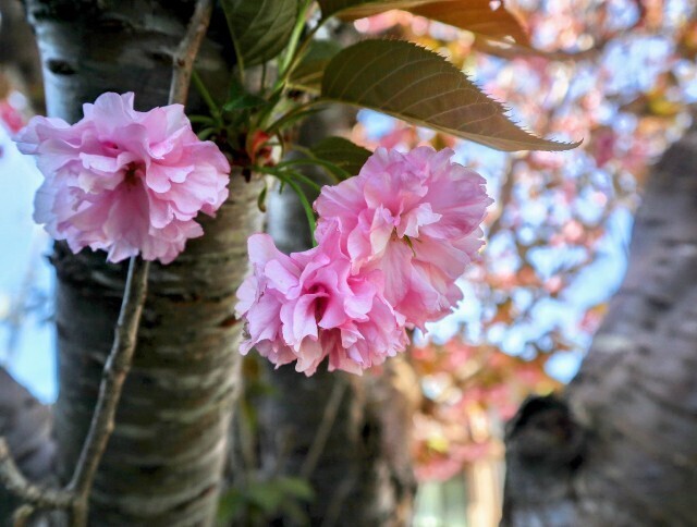 f:id:bluemoonbell:20250430115754j:image