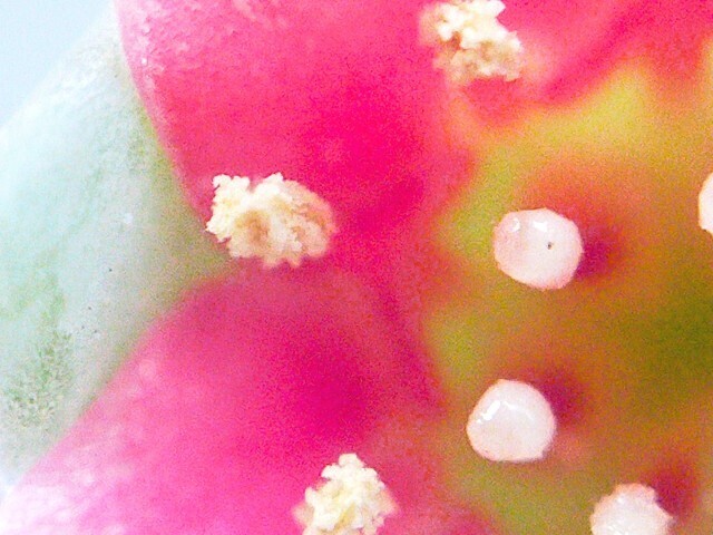 f:id:bluemoonbell:20250430160435j:image