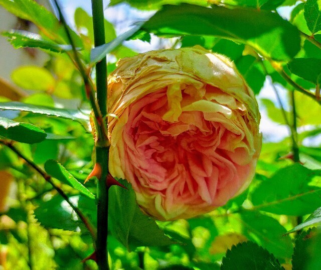 f:id:bluemoonbell:20250505155245j:image