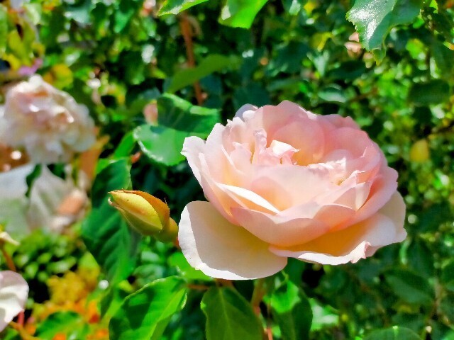 f:id:bluemoonbell:20250505155319j:image