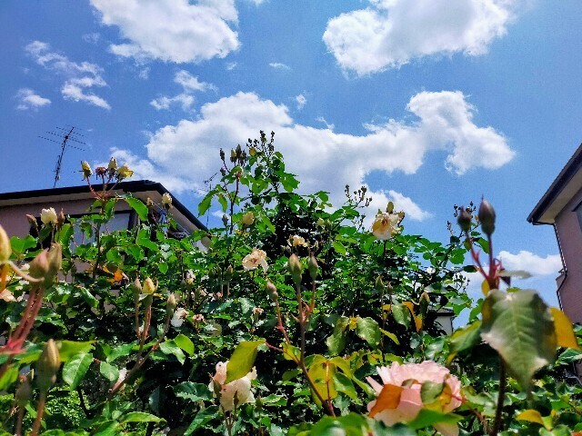 f:id:bluemoonbell:20250505155329j:image