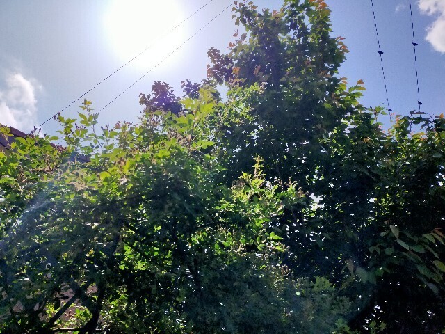 f:id:bluemoonbell:20250505155403j:image
