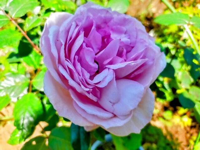 f:id:bluemoonbell:20250505155459j:image