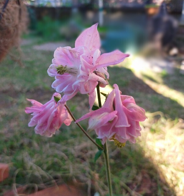 f:id:bluemoonbell:20250510112709j:image