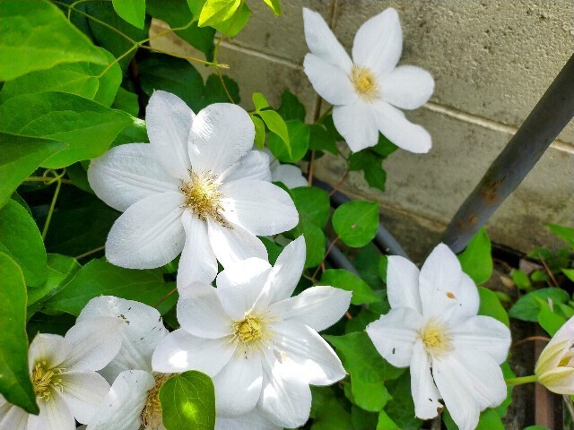 f:id:bluemoonbell:20250510113313j:image