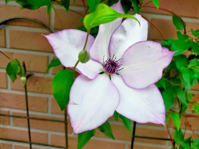 f:id:bluemoonbell:20250510113325j:image