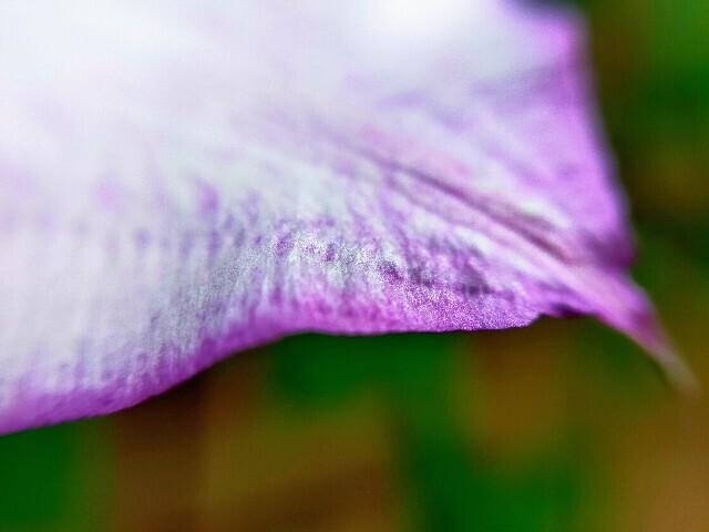 f:id:bluemoonbell:20250510113402j:image