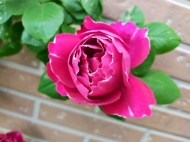 f:id:bluemoonbell:20250514161737j:image