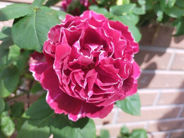 f:id:bluemoonbell:20250516113819j:image