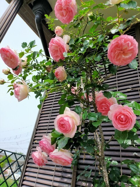 f:id:bluemoonbell:20250516113954j:image