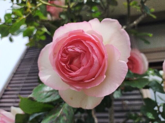 f:id:bluemoonbell:20250516114005j:image