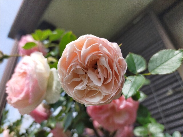 f:id:bluemoonbell:20250516114105j:image