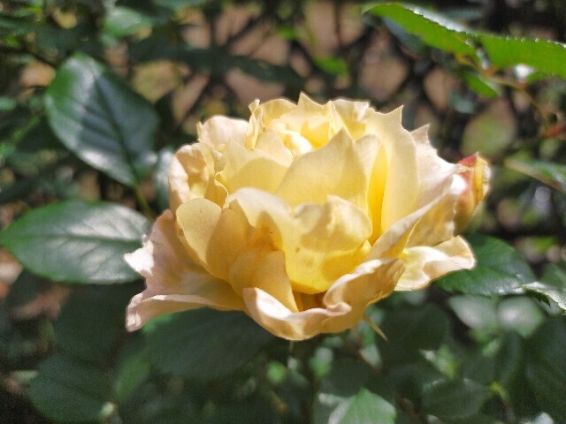 f:id:bluemoonbell:20250516114215j:image